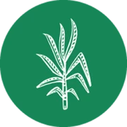 Copal Tree Distillery Ltd. logo
